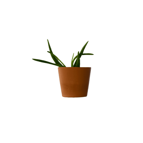 Aloe Vera Plant