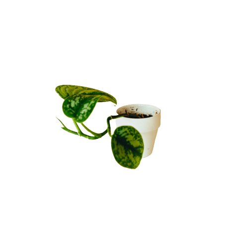 Satin Pothos Plant