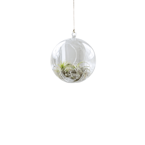 Spider Plant in Round Glass