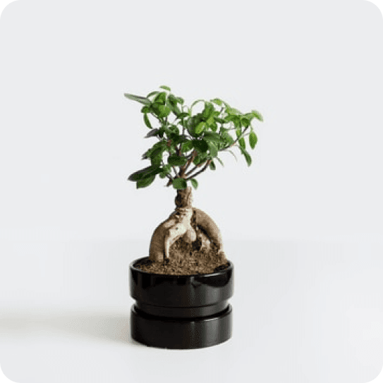 Bonsai tree